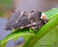 Poecilocampa populi - December Moth
