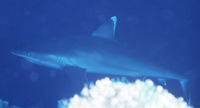Carcharhinus albimarginatus, Silvertip shark: fisheries, gamefish
