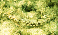 Callionymus bairdi, Lancer dragonet: aquarium