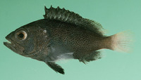 Epinephelus cyanopodus, Speckled blue grouper: fisheries, aquarium