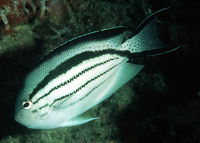 Genicanthus lamarck, Blackstriped angelfish: fisheries, aquarium