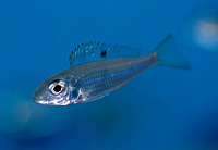 Ectodus descampsii, : aquarium