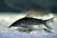 Dianema longibarbis, Porthole catfish: aquarium