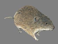 Image of: Microtus ochrogaster (prairie vole)