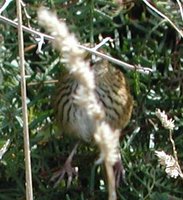 Fernbird - Megalurus punctatus