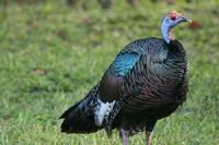 An Ocellated Turkey photographed during a FONT tour in Guatemala