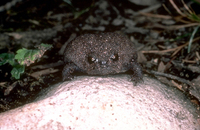 : Breviceps fuscus; Black Rain Frog