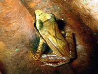 : Eleutherodactylus noblei; Noble's Leaf Litter Frog (juvenile)