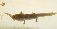 : Paradactylodon persicus