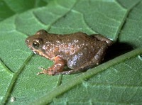 : Phrynobatrachus leveleve; Sao Tome Puddle Frog
