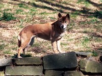 : Canis lupus halstromi; New Guinea Singing Dog
