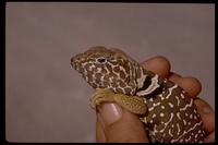 : Crotaphytus vestigium; Baja Collared Lizard