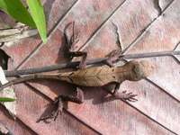 : Stenocercus fimbriatus; Western Leaf Lizard