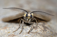: Phryganidia californica; California Oak Moth
