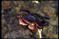 : Hemigrapsus nudus; Purple Shore Crab
