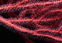: Lophogorgia chilensis; Red Gorgonian Coral