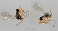 : Synergus sp.