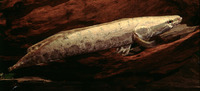 Parachanna obscura, Snake-head: fisheries