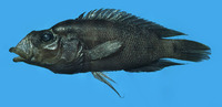 Neolamprologus prochilus, : aquarium