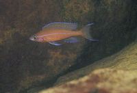 Paracyprichromis nigripinnis, : aquarium