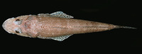 Inegocia japonica, Japanese flathead: fisheries