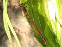 Pyrrhosoma nymphula - Large Red Damselfly