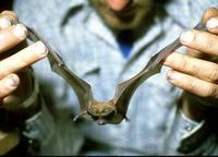 Image of: Eumops bonariensis (dwarf bonneted bat)