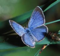 Image of: Glaucopsyche lygdamus (palos verdes blue butterfly)