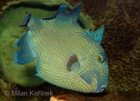 Pseudobalistes fuscus - Blue Or Rippled Triggerfish