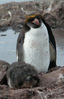 Macaroni Penguin - Eudyptes chrysolophus
