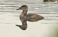 Andean Duck - Oxyura ferruginea