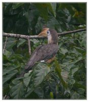 Brown Hornbill - Anorrhinus austeni