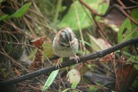 Rufous-collared Sparrow - Zonotrichia capensis