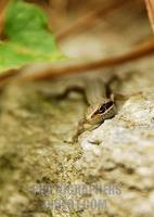a common garden lizard takes a good look , india stock photo