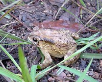 : Bufo melanostictus; Black-spectacled Toad