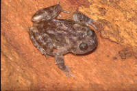 : Nannophrys ceylonensis; Sri Lanka Rock Frog