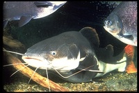 : Phractocephalus hemioliopterus; Redtail Catfish