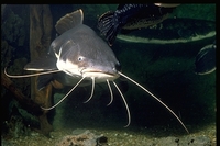 : Phractocephalus hemioliopterus; Catfish