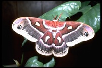 : Hyalophora gloveri gloveri; Glover's silk moth