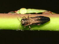 Agrilus cyanescens