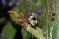 Eysarcoris venustissimus - Woundwort Shieldbug