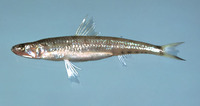 Saurida brasiliensis, Brazilian lizardfish: fisheries