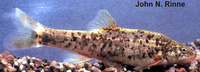 Rhinichthys osculus, Speckled dace: bait
