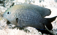 Stegastes diencaeus, Longfin damselfish: aquarium