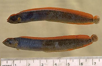Anoplarchus purpurescens, High cockscomb: