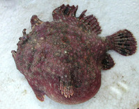 Antennarius senegalensis, Senegalese frogfish: