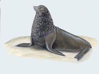 Image of: Arctocephalus gazella (Antarctic fur seal)