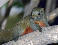 Image of: Callosciurus erythraeus (Pallas's squirrel)