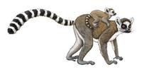 Image of: Lemur catta (ring-tailed lemur)