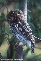 Jungle Owlet - Glaucidium radiatum
